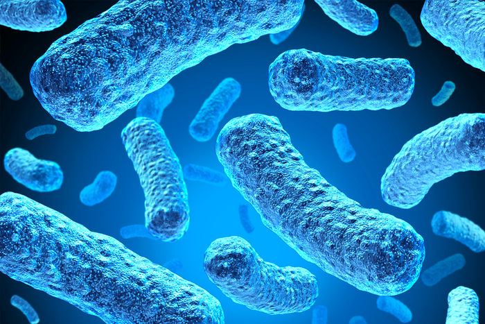 Bacteria