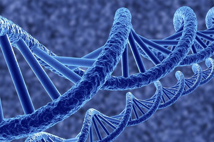 DNA molecules