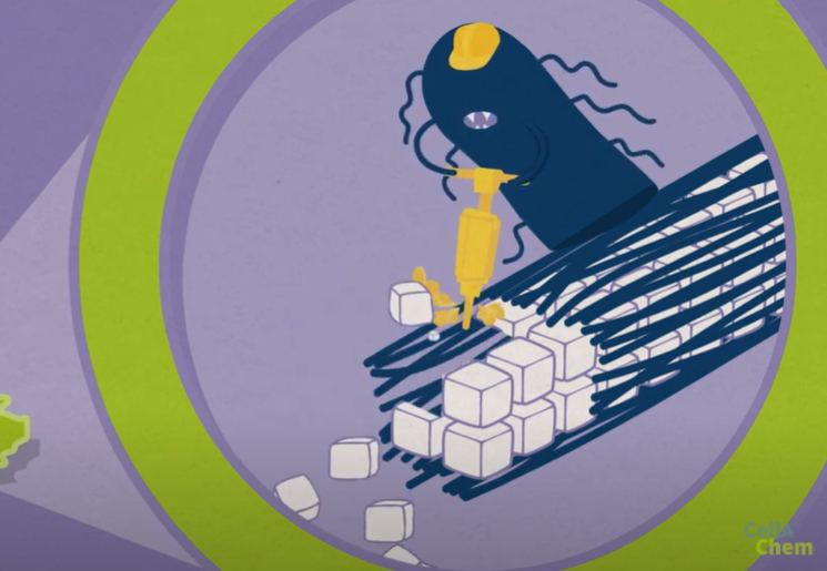A screenshot of the video with a cartoon drawing of a bacterium breaking down plant biomass