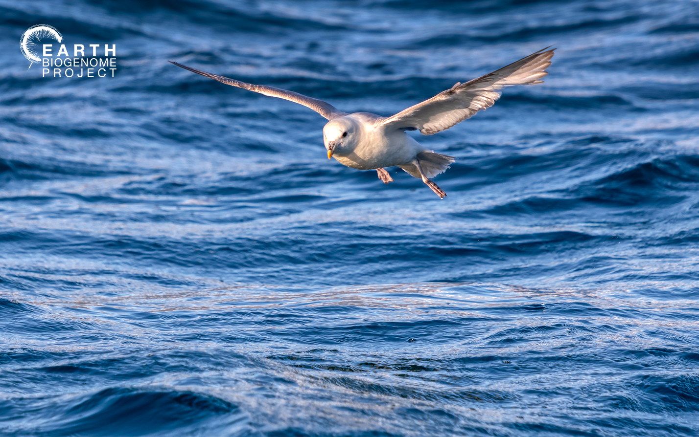 A bird flying over the ocean