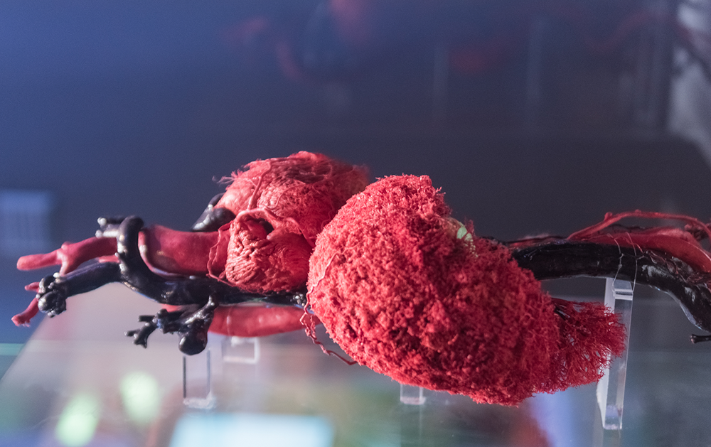 Human heart in 3D
