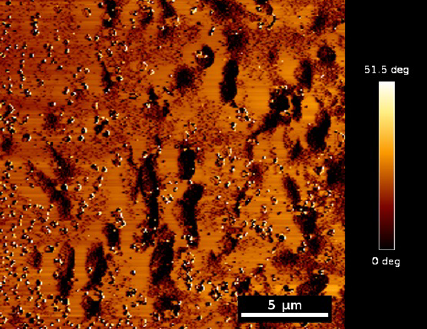 Enhanced magnetic signal of Pd-loaded bacteria 