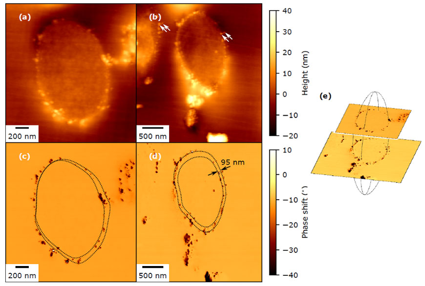 High resolution Magnetic Force Microscopy image of the cross-section of bacterium. 