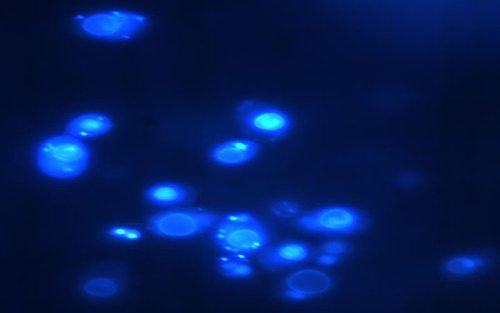 Luminescent yeast cells