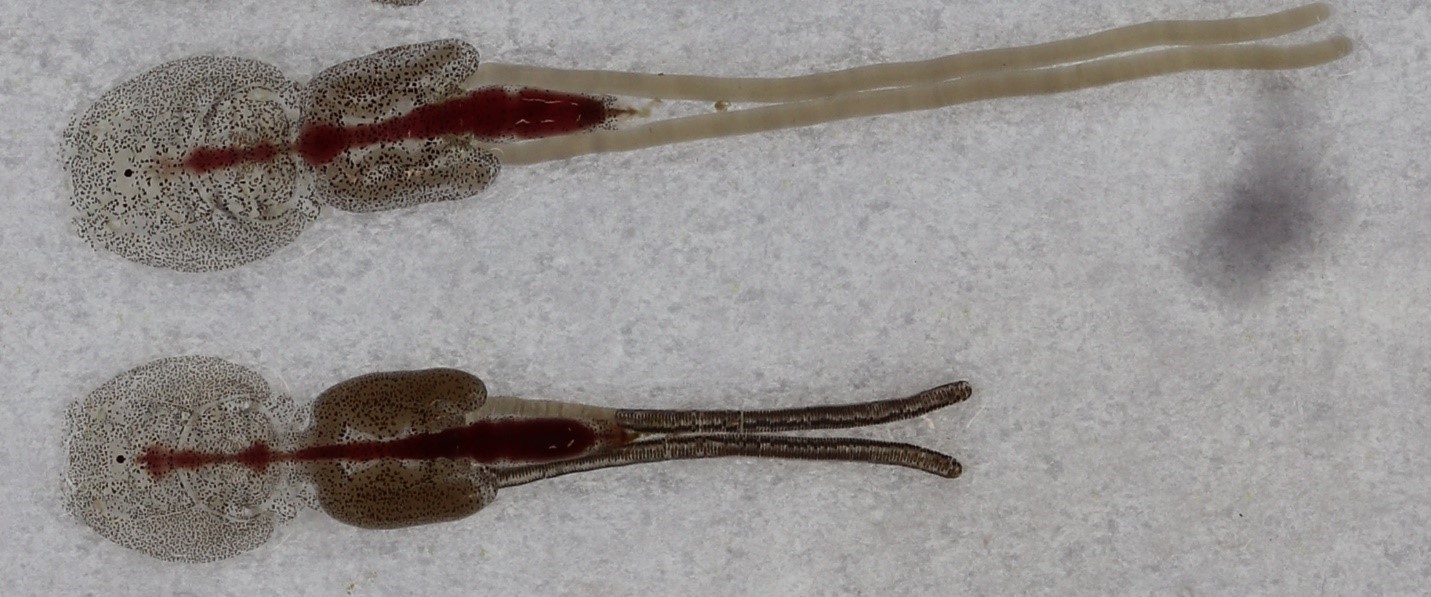 Lice