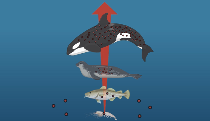 An illustration showing biomagnification in the ocean