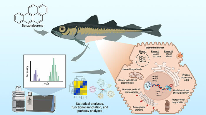 Graphical abstract from the article