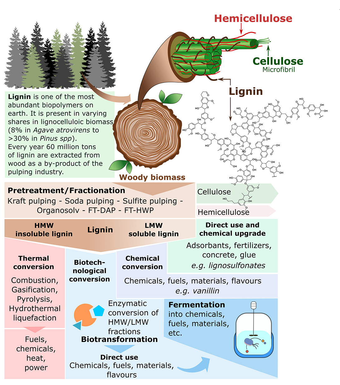 lignin-occurrence-in-woody-biomass